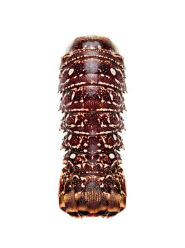 Close-up of a large brown pill bug with transparent isolated background for stock images.