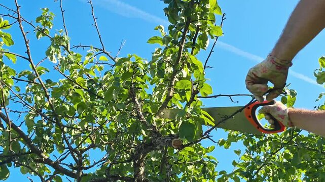 Close-up of loppers cutting a branch on an apple tree, garden pruning for tree health and shape.