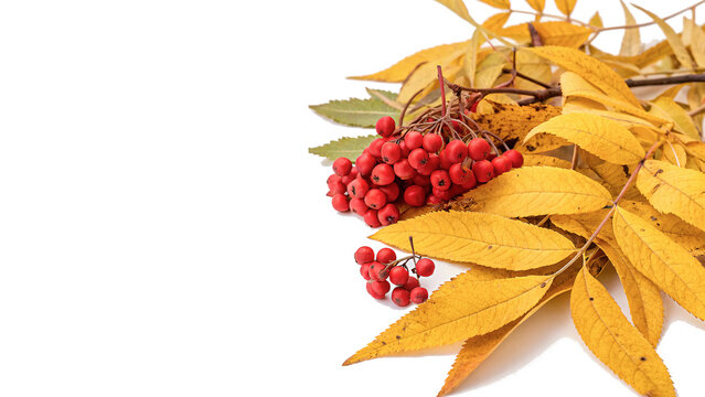 Composition of golden autumn leaves and red rowan berries isolated on transparent background
