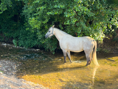 cheval rivi&egrave;re Severac