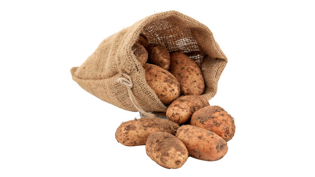 Burlap sack bag filled with raw organic potatoes isolated on transparent background