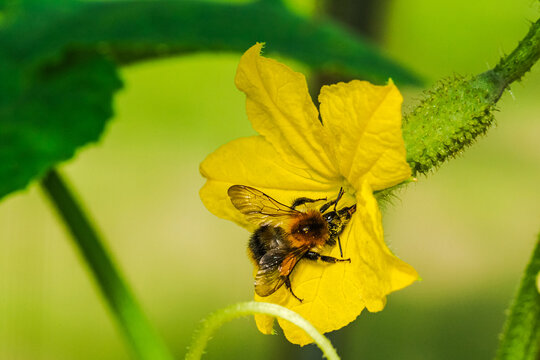 Bumblebee Pollinating Yellow Cucumber Flower with Young Cucumber Ovary in Commercial Greenhouse