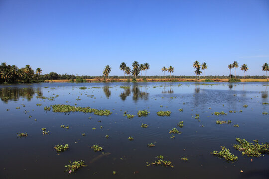 Serene Kerala backwaters beneath a clear blue sky in Kerala, India