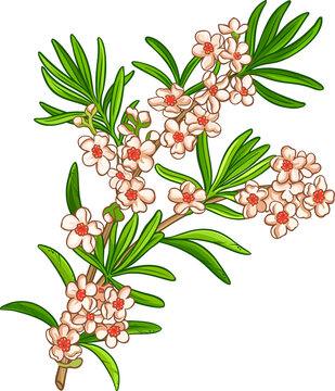 Fragonia Branch with Flowers and Leaves Colored Detailed Illustration