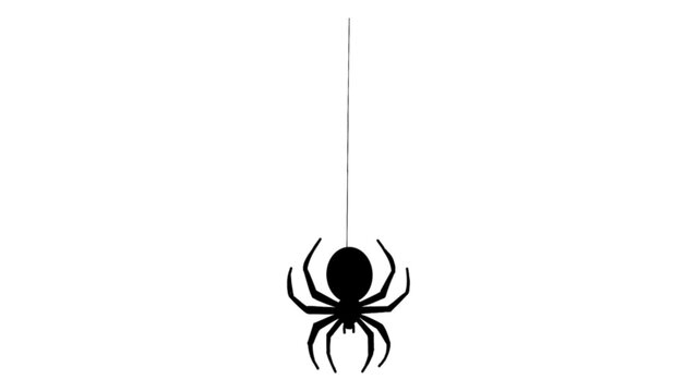 Hanging Black Spider Silhouette Isolated on White Background
