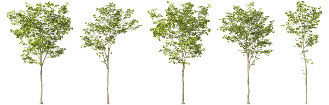 Environmental standing trees collections cut-out backgrounds 3d rendering png