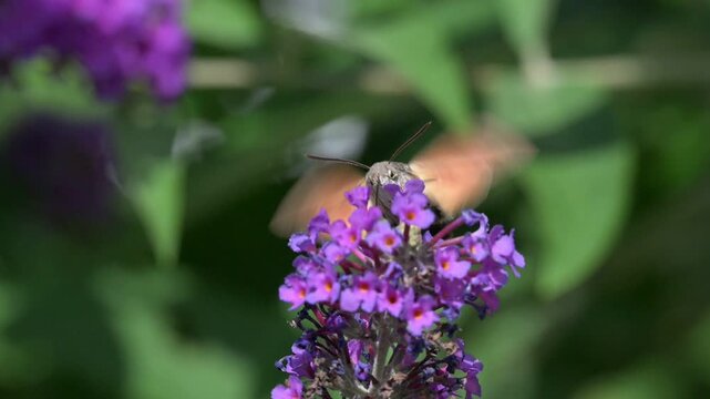 Hummingbird Hawk Moth (Macroglossum stellatarum) hovering and feeding on Buddleia flowers in a garden. July, Kent, UK [Slow motion x10]