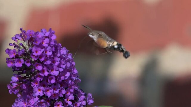 Hummingbird Hawk Moth (Macroglossum stellatarum) hovering and feeding on Buddleia flowers in a garden. July, Kent, UK [Slow motion x10]