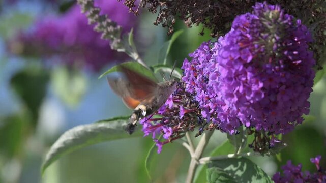 Hummingbird Hawk Moth (Macroglossum stellatarum) hovering and feeding on Buddleia flowers in a garden. July, Kent, UK [Slow motion x10]