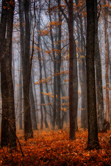 Fototapeta premium autumn in the misty forest 