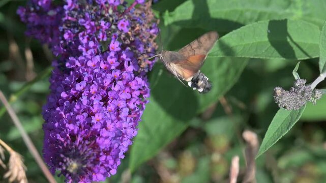 Hummingbird Hawk Moth (Macroglossum stellatarum) hovering and feeding on Buddleia flowers in a garden. July, Kent, UK [Slow motion x10]