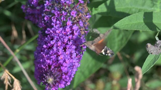 Hummingbird Hawk Moth (Macroglossum stellatarum) hovering and feeding on Buddleia flowers in a garden. July, Kent, UK [Slow motion x10]