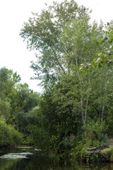 Fototapeta premium Scenic Summer Nature Landscape with Green Forest