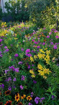 Colorfull flowers in the city garden, summer Colorful Flowers in a garden at sunrise &ndash; summer background, sustainability, harmony with nature, and new day motivation concept.