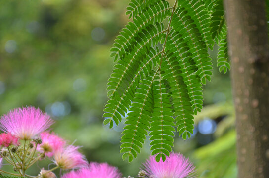 Closeup green leaves of  Albizia julibrissin or Persian silk tree. Nature, silk tree , blooming branches, green leaves, summer, natural environment.
