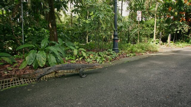 Monitor lizard in Singapore Botanic Gardens crawling through lush tropical vegetation surrounded by exotic nature in a famous travel destination in Asia