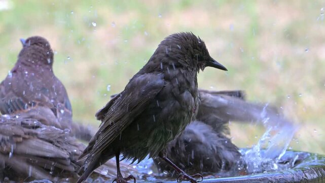 Starling (Sturnus vulgaris) juveniles with immature brown plumage splashing in a garden bird bath. July, Kent, UK [Half speed]