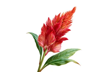 Red celosia cockscomb flower with green leaves isolated on white background, botanical beauty concept © boule1301