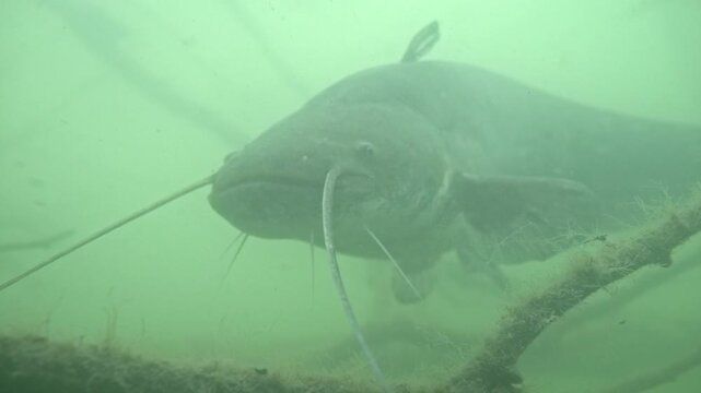 Wels catfish extending barbels from shelter underwater close up