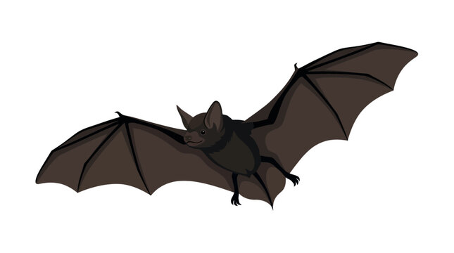 Flying bat vector illustration, dark brown nocturnal animal with spread wings, spooky halloween bat character isolated on white background
