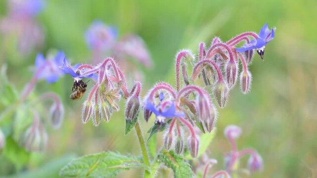 Honeybee foraging on a borage flower and flying off to another flower in spring in a domestic city garden. Apis mellifera, Borago officinalis, Indre-et-Loire 37, r&eacute;gion Centre, France, Europe