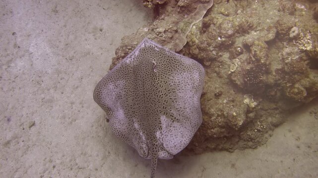 Leopard Whipray Resting on Sandy Seafloor Beside Coral Reef in Aqaba, Jordan