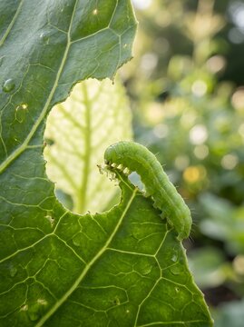 Green caterpillar eating a hole in a fresh green leaf in nature
