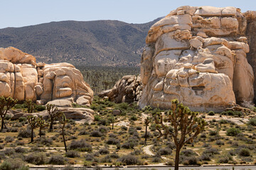 Joshua tree boulder landscape desert panoramic © gaia