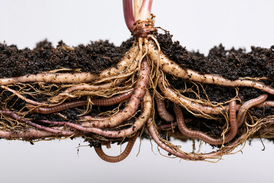Healthy plant roots with dark living soil and earthworms showcasing regenerative agriculture soil biology and underground ecosystem health