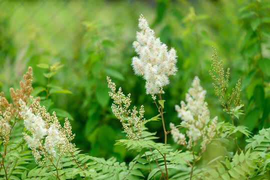 White Astilbe Blossoms with Fluffy Flowers in Summer Garden