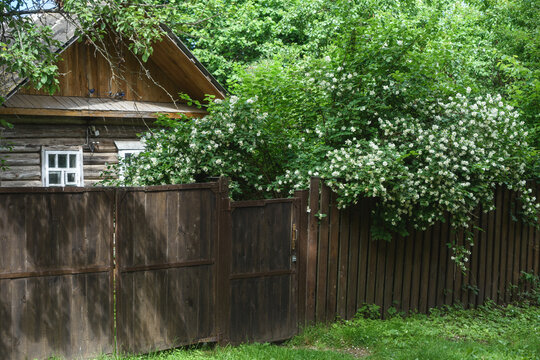 Charming Village House with Blooming White Jasmine Flowers over Fence