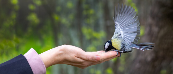 Ultra-wide panoramic banner of a great tit feeding from a human hand in a forest. Nature conservation, wildlife interaction and copy space concept © vshq