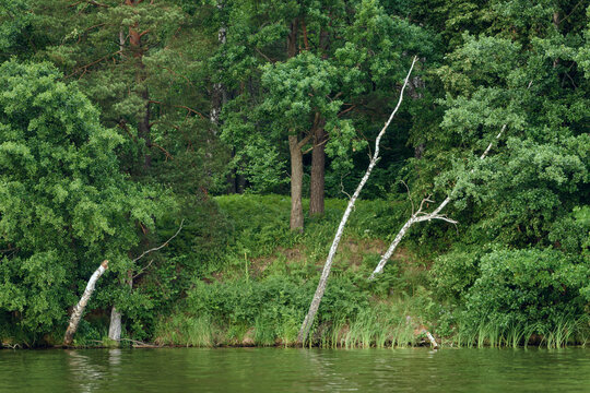 Green Forest Shore with Leaning Birch Trees over Calm River