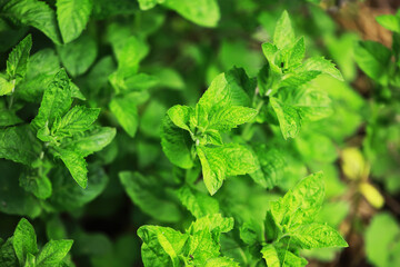 Fresh Mint Leaves: Vibrant Green Herb Plant for Culinary and Medicinal Uses © alexkich