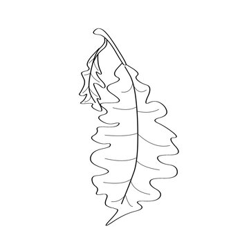 Line art illustration of oak leaf isolated on transparent background