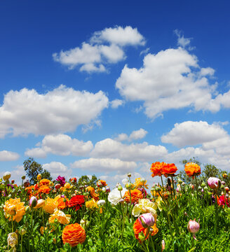 The buttercups-ranunkulus