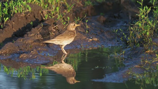 Song thrush (Turdus philomelos) bathing in a forest stream with European starlings in background