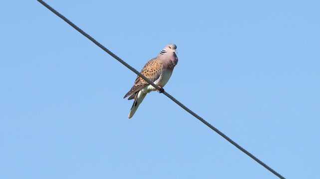 European turtle dove singing on power line in late spring, Streptopelia turtur