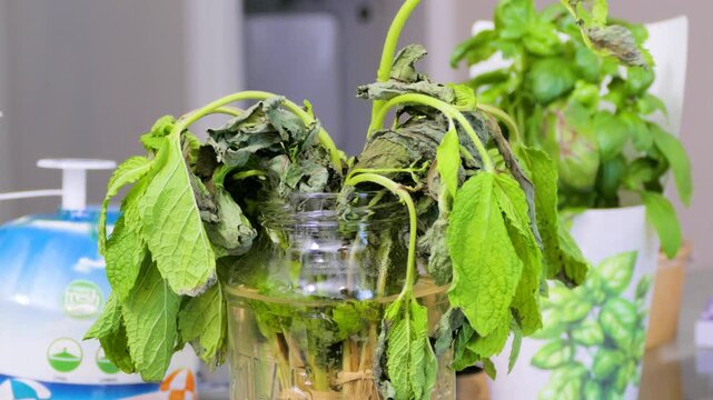 Wilted mint leaves in glass jar with kitchen basil behind