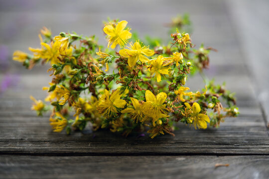 Close up hypericum perforatum- St. John&acute;s wort on a wooden table