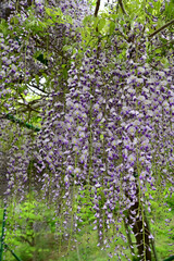 Obraz premium Beautiful purple wisteria flowers cascading from a trellis with a lush green nature background in spring