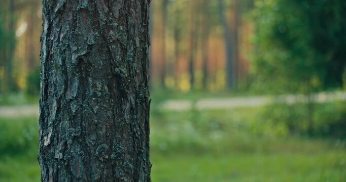 Close Up of textured pine tree bark with a softly blurred forest
background. Shallow depth of field and natural light create a peaceful woodland scene.