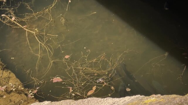A view of a school of barbel swimming together through the clear, greenish waters of an irrigation canal, surrounded by submerged vegetation on a spring morning