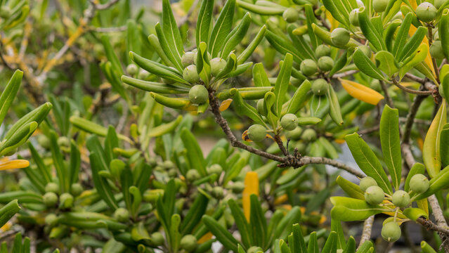 Phillyrea angustifolia with Unripe Green Berries &mdash; Narrow-Leaved Mock Privet Fruiting Branch, Mediterranean Coastal Scrub, Portugal
