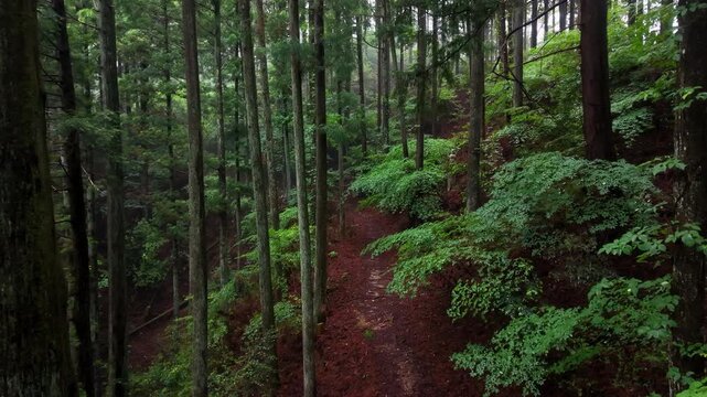 世界遺産・高野参詣道 町石道「44町石・43町石区間」和歌山県高野町　 Cedar Forest Along the Choishi-michi Pilgrimage Trail, Between the 44th and 43rd Stone Markers, Koyasan, Wakayama, Japan
