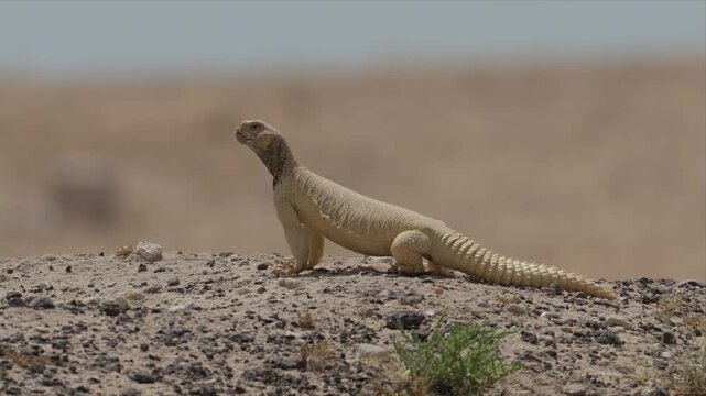 Video of Spiny tailed Lizard perches on rocky terrain and watching with full alert around the area. Its scales shimmer in soft, warm light. The lizard appears alert, scanning its surroundings.