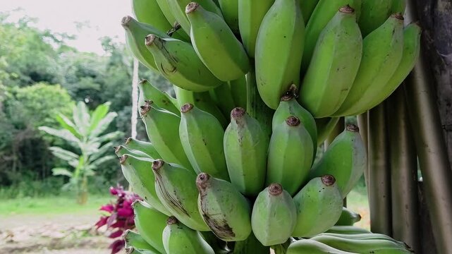 Drone orbit reveals a hanging bunch of unripe Musa bananas growing in Chapada dos Veadeiros, Goi&aacute;s, Brazil, surrounded by lush tropical vegetation, drone orbit reveal.
