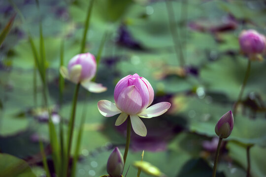 Lotus flower on a duck pond
