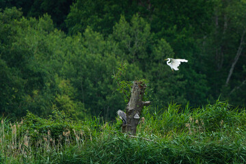 Obraz premium Great egret (Ardea alba) and Grey heron (Ardea cinerea) perched together on an old tree stump, wild birds in wetland habitat