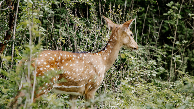 deer in the woods, Sri Lanka spotted deer